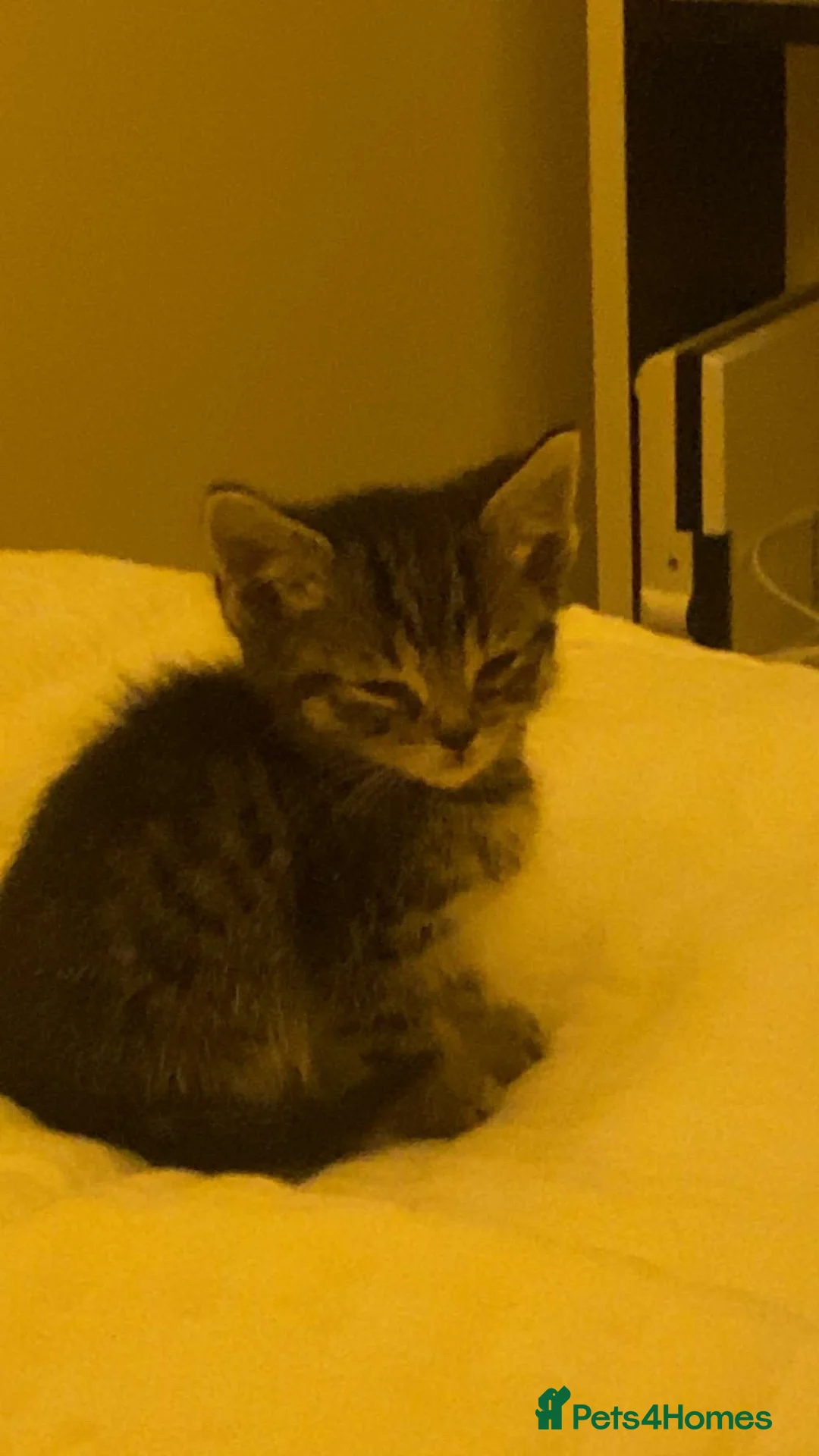 Mixed Breed cats for sale: beautiful tabby kitten - Advert 1