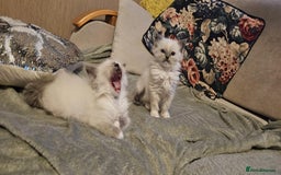 Ragdoll cats for sale: The last three cuddles - Image 2