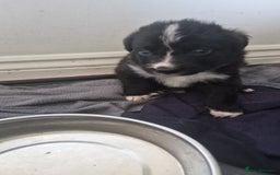 Border Collie dogs for sale: Stunning little litter of border collies  - Image 14