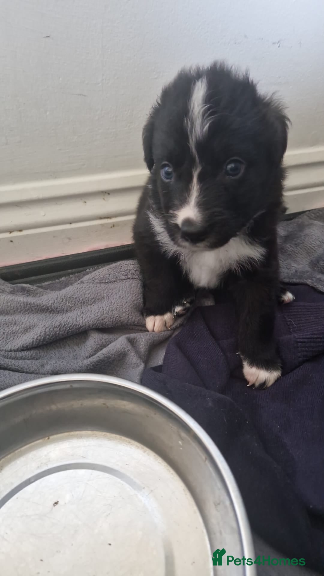 Border Collie dogs for sale: Stunning little litter of border collies  - Image 14