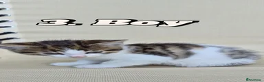 Mixed Breed 3