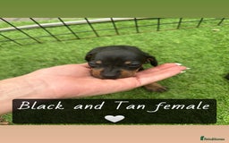 Miniature Dachshund dogs for sale: 🐾 Miniature Dachshund Puppies for Sale  🐾 - Image 7