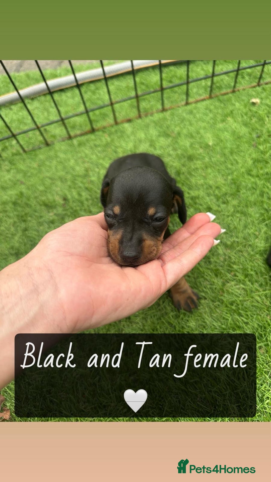 Miniature Dachshund dogs for sale: 🐾 Miniature Dachshund Puppies for Sale  🐾 - Image 7