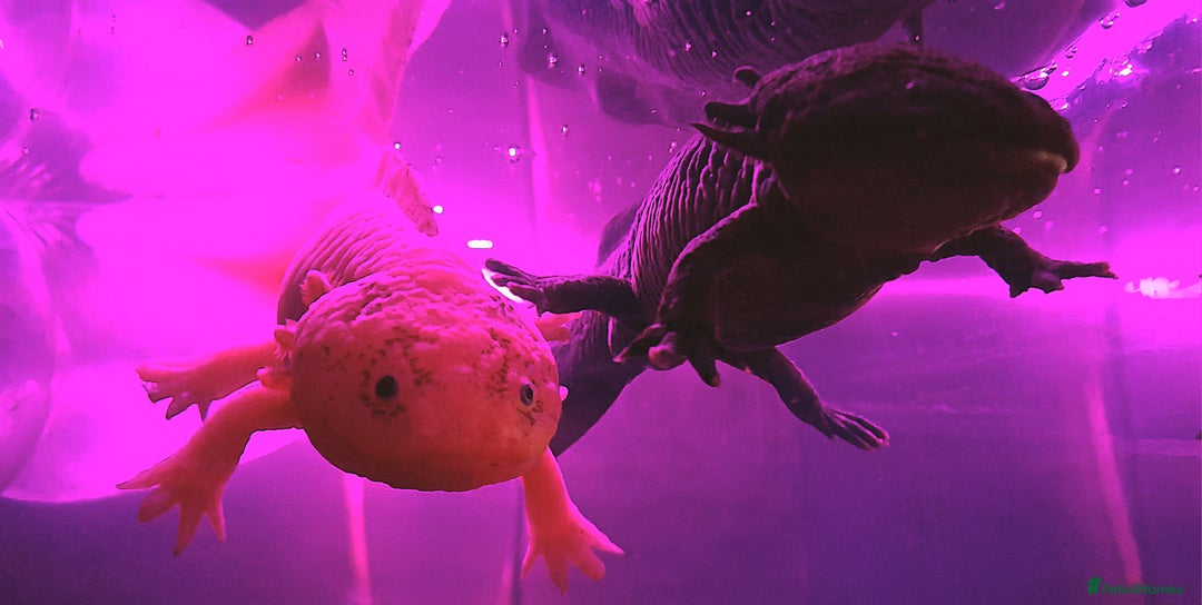 Axolotl reptiles for sale: Axolotls  - Image 21