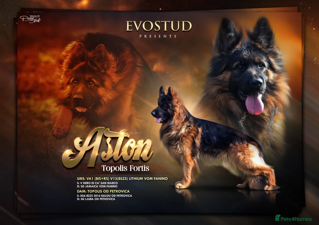 German Shepherd dogs for sale: Top Quality male long coat German shepherd import  - Advert 2