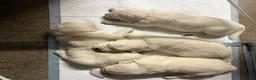 Golden Retriever dogs for sale: Stunning Cream Golden Retriever Puppies  - Advert 3