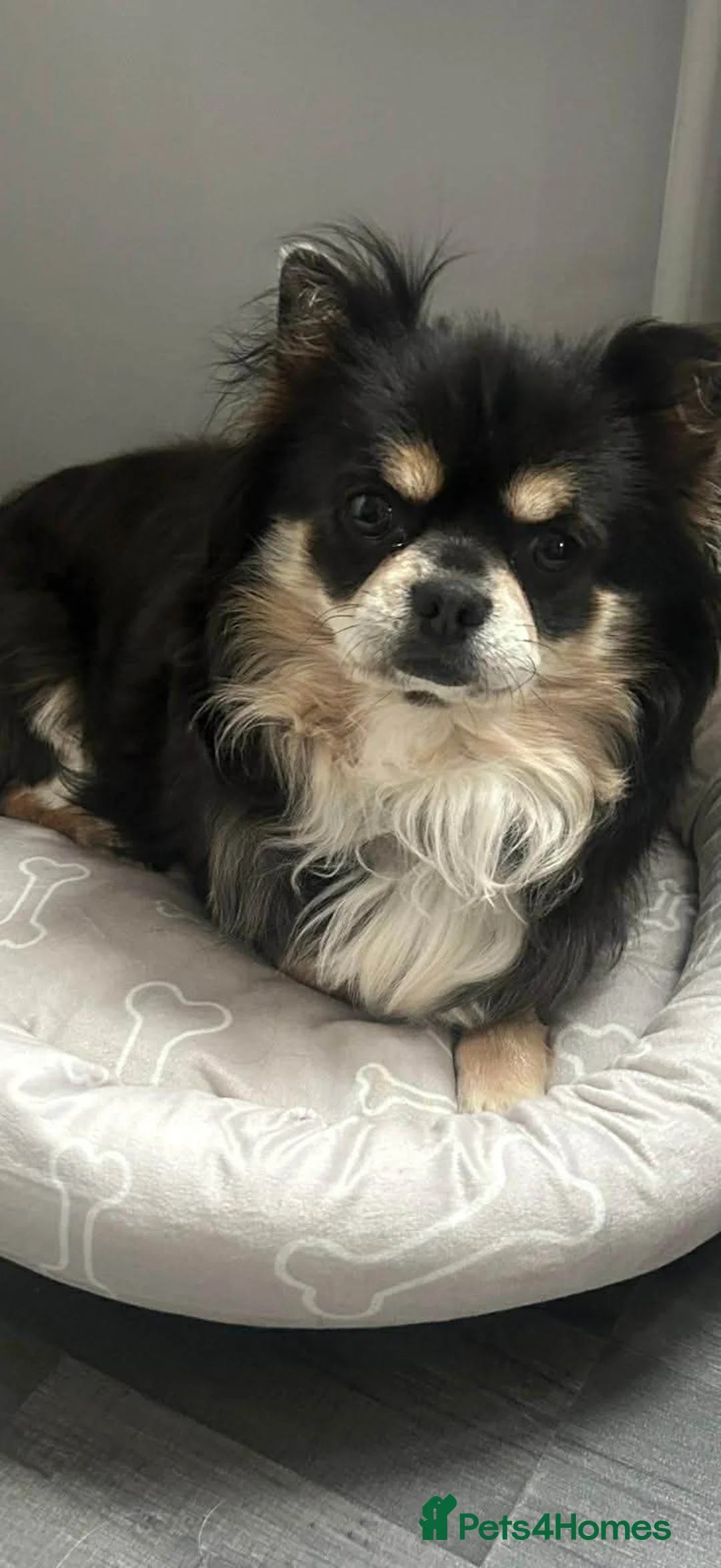 Chihuahua dogs for sale: 5 months old - Advert 3