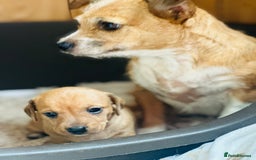 Mixed Breed dogs for sale: Sisters  - Image 6