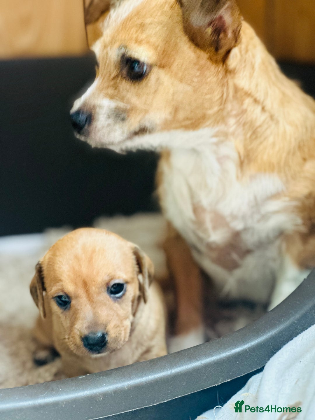 Mixed Breed dogs for sale: Sisters  - Image 6