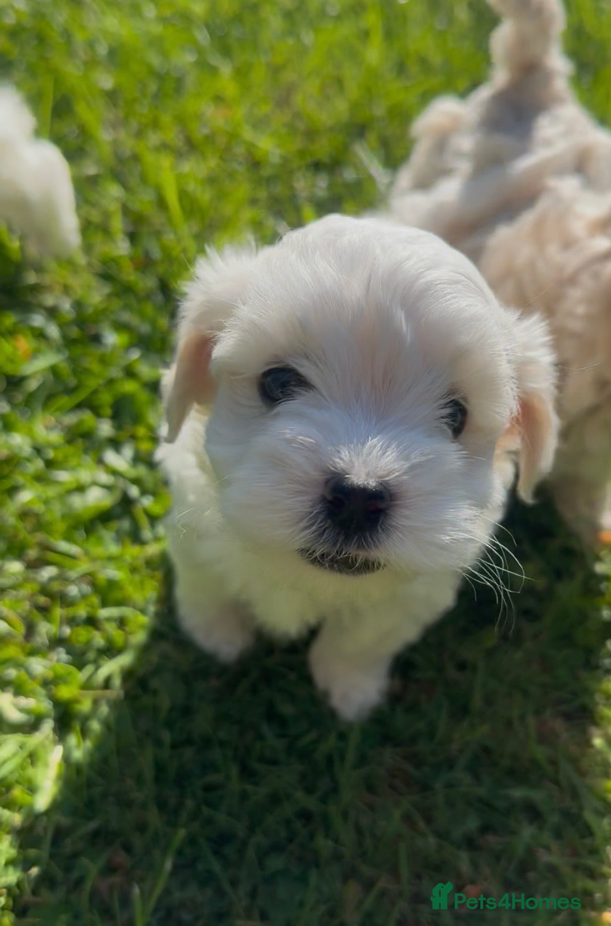 Maltipoo dogs Exceptional Genuine Maltipoo Puppies  - Advert 3