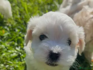 Maltipoo dogs Exceptional Genuine Maltipoo Puppies - Advert 3