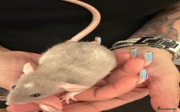 Rat rodents for sale: Beautiful Dumbo baby rats  - Image 21