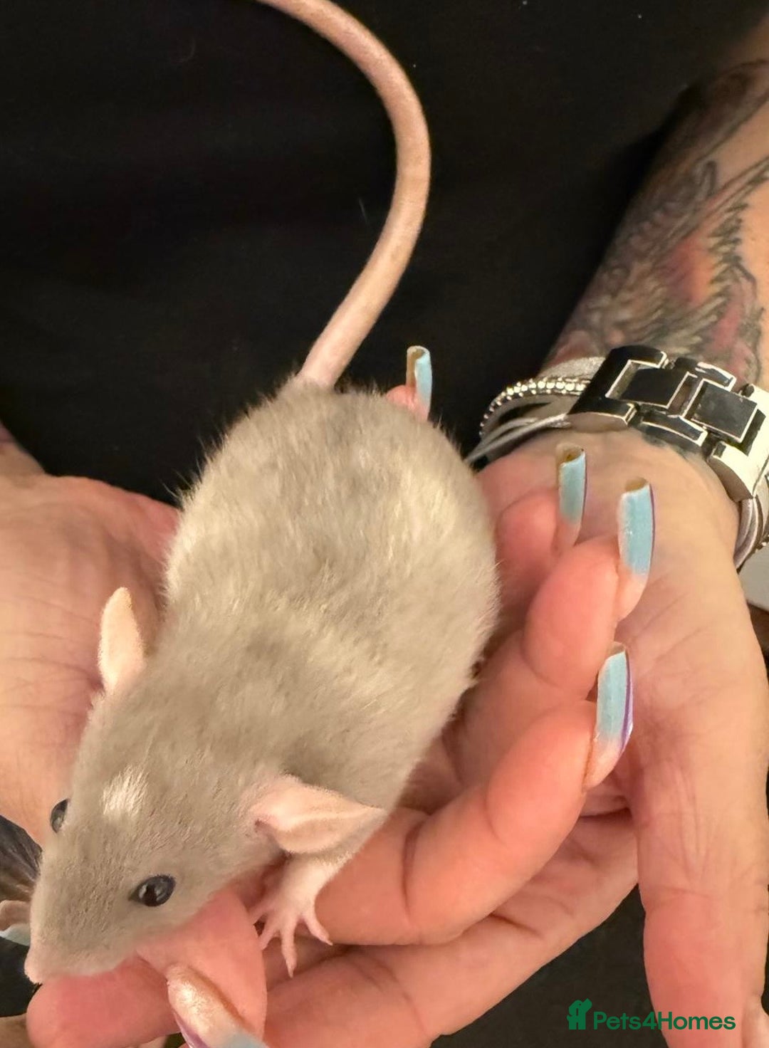 Rat rodents for sale: Beautiful Dumbo baby rats  - Image 21