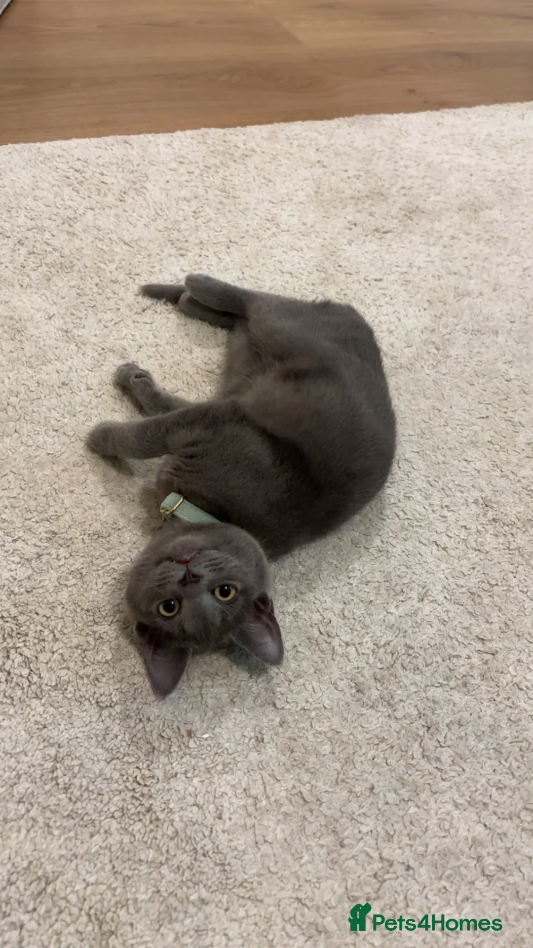 British Shorthair cats for sale: Blue British Shorthair Kitten   6 Months Old in London - Advert 4