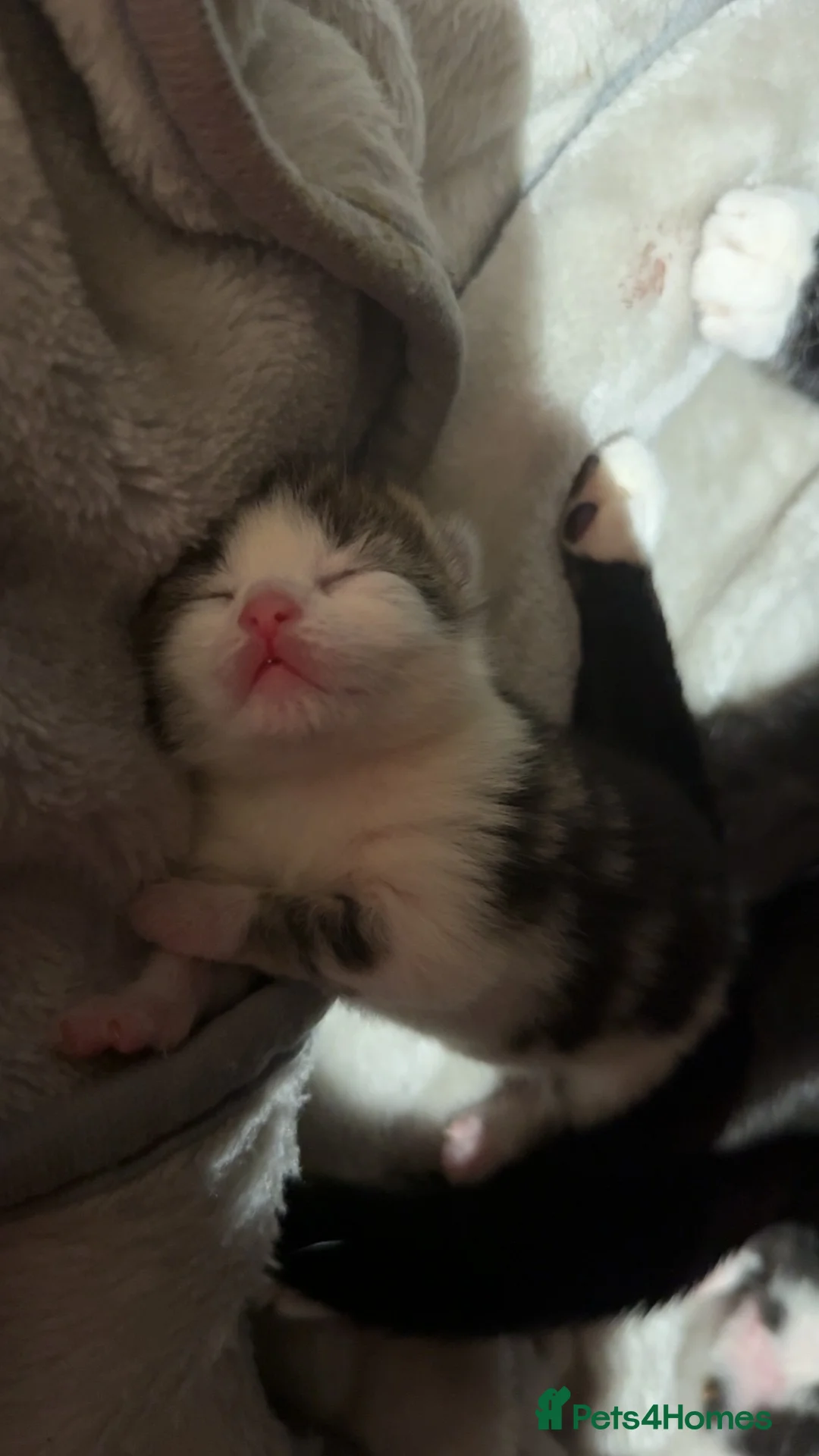 Mixed Breed cats for sale: Kittens for sale  - Advert 2