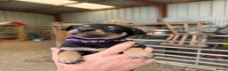 Australian Kelpie dogs for sale: Pure Bred Kelpie pups - Advert 34