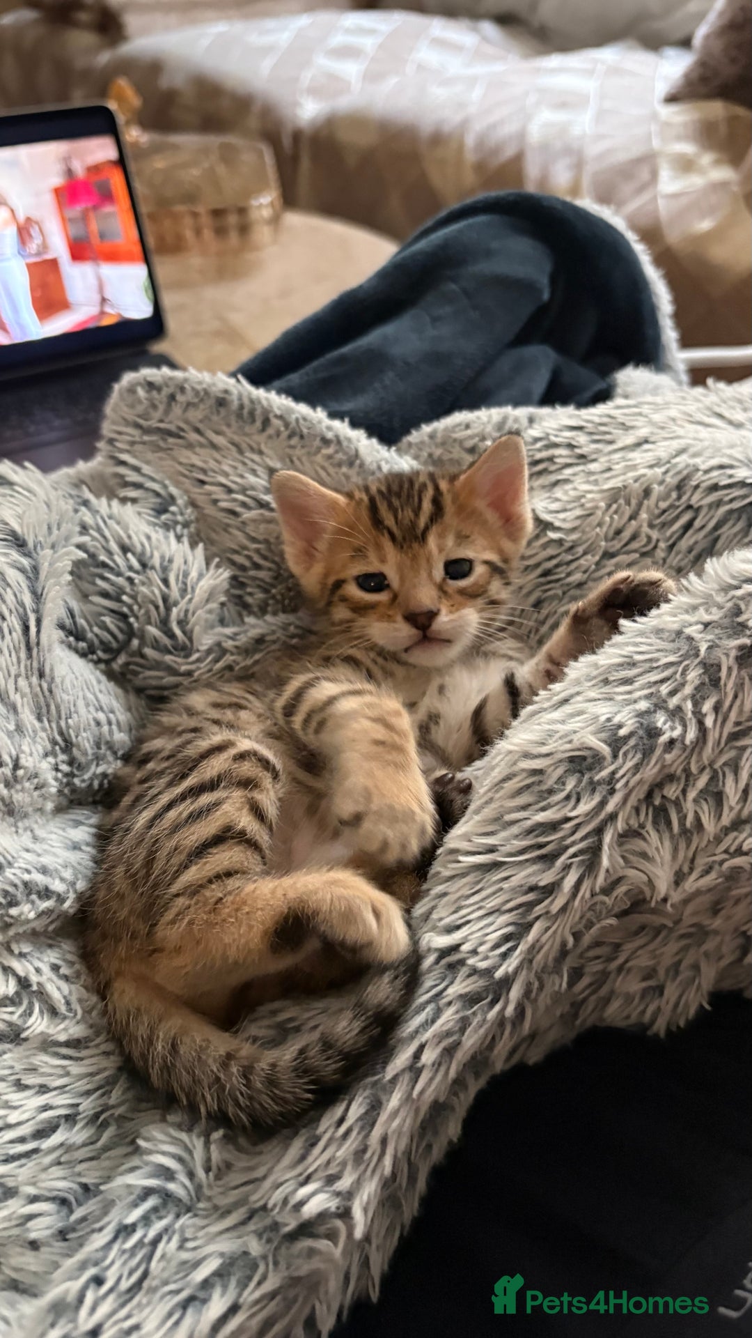 Bengal cats for sale: Pure Bengal Kittens For sale  - Advert 2