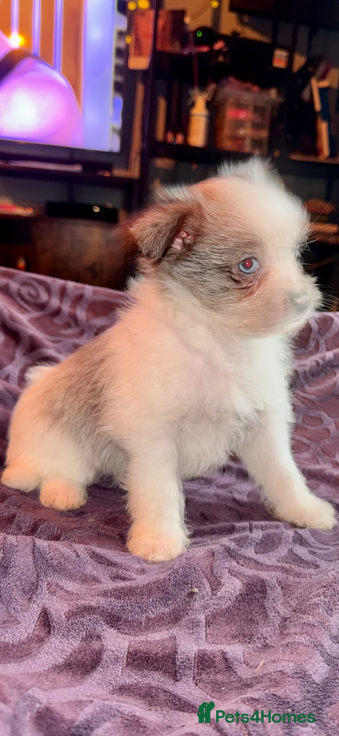 Mixed Breed dogs for sale: Maltipoo babies ready now..  - Advert 3