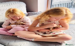 Labrador Retriever dogs for sale: Gorgeous Fox Red Labrador Puppies - Image 9