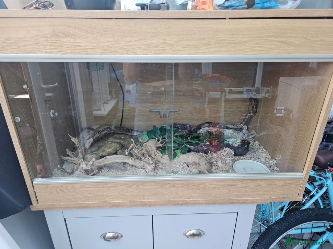 Corn Snake reptiles for sale: Adult corn snake (rehoming) - Advert 2