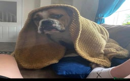English Bulldog dogs for sale: Victorian Bull dog  - Image 5