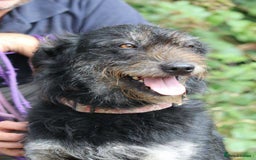 Mixed Breed dogs for adoption: ROSIE  - Advert 9