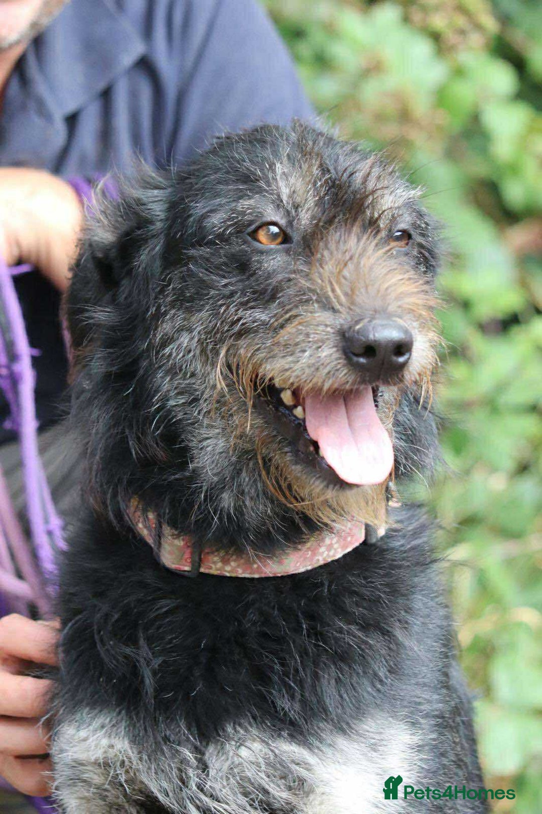 Mixed Breed dogs for adoption: ROSIE  - Advert 9