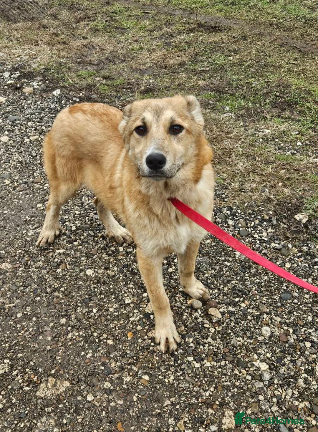 Golden Retriever dogs for adoption: 💛 HONEY — A Gentle Girl  - Advert 1
