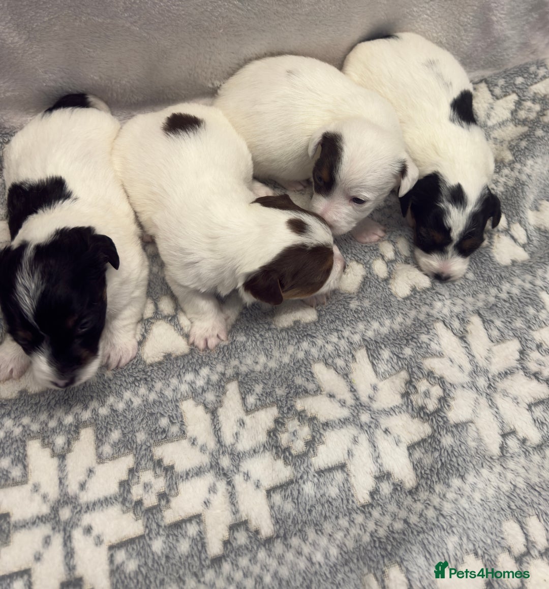 Jack Russell dogs for sale: Bred From Health Tested Parents - Advert 21