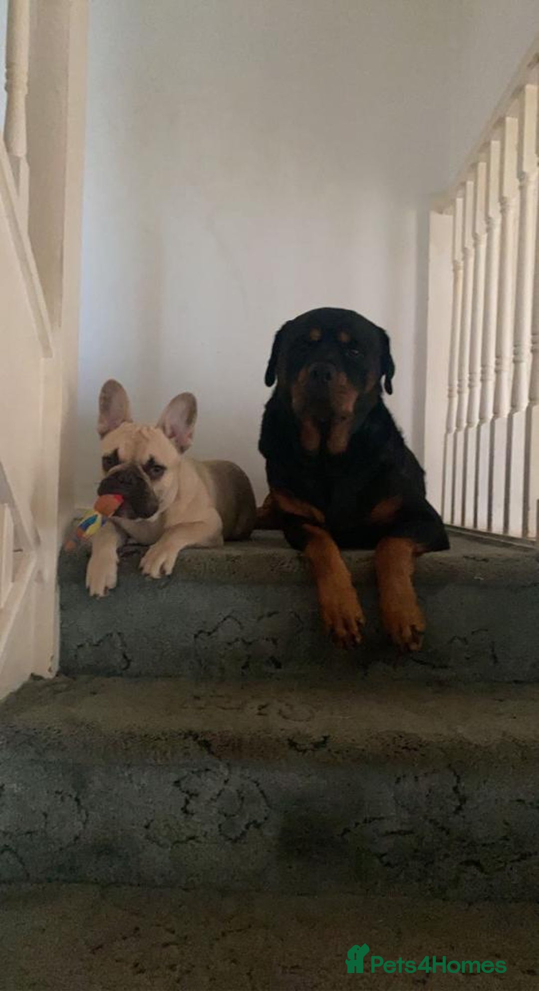 Rottweiler dogs for stud: MARLEY THE ROTTWEILER FOR STUD - Advert 2