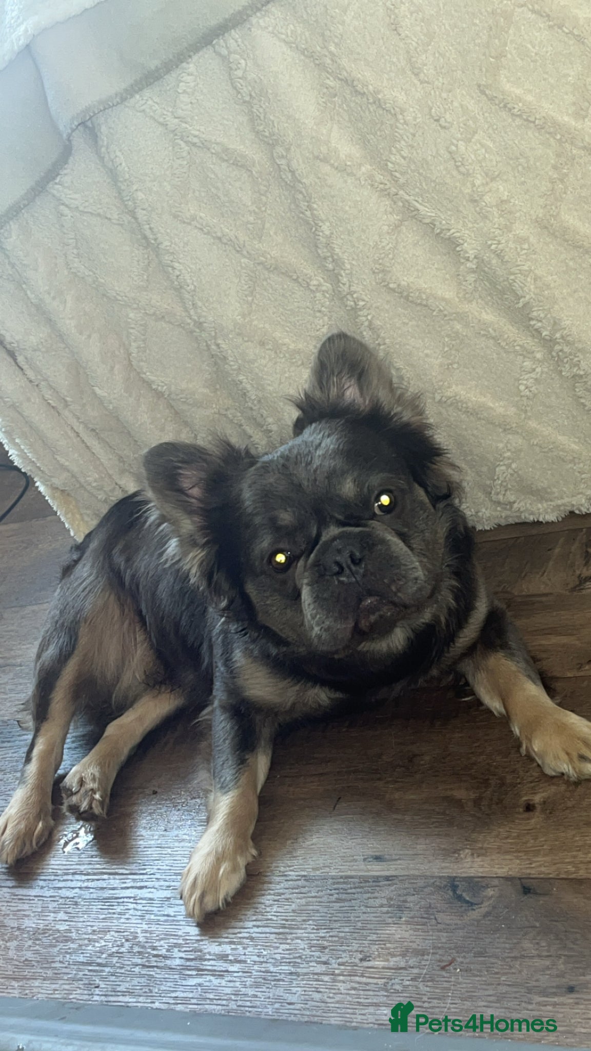 French Bulldog dogs Male fluffy frenchie  - Advert 2