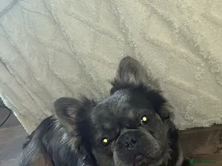 French Bulldog dogs Male fluffy frenchie - Advert 2