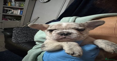 French Bulldog dogs - Advert 4