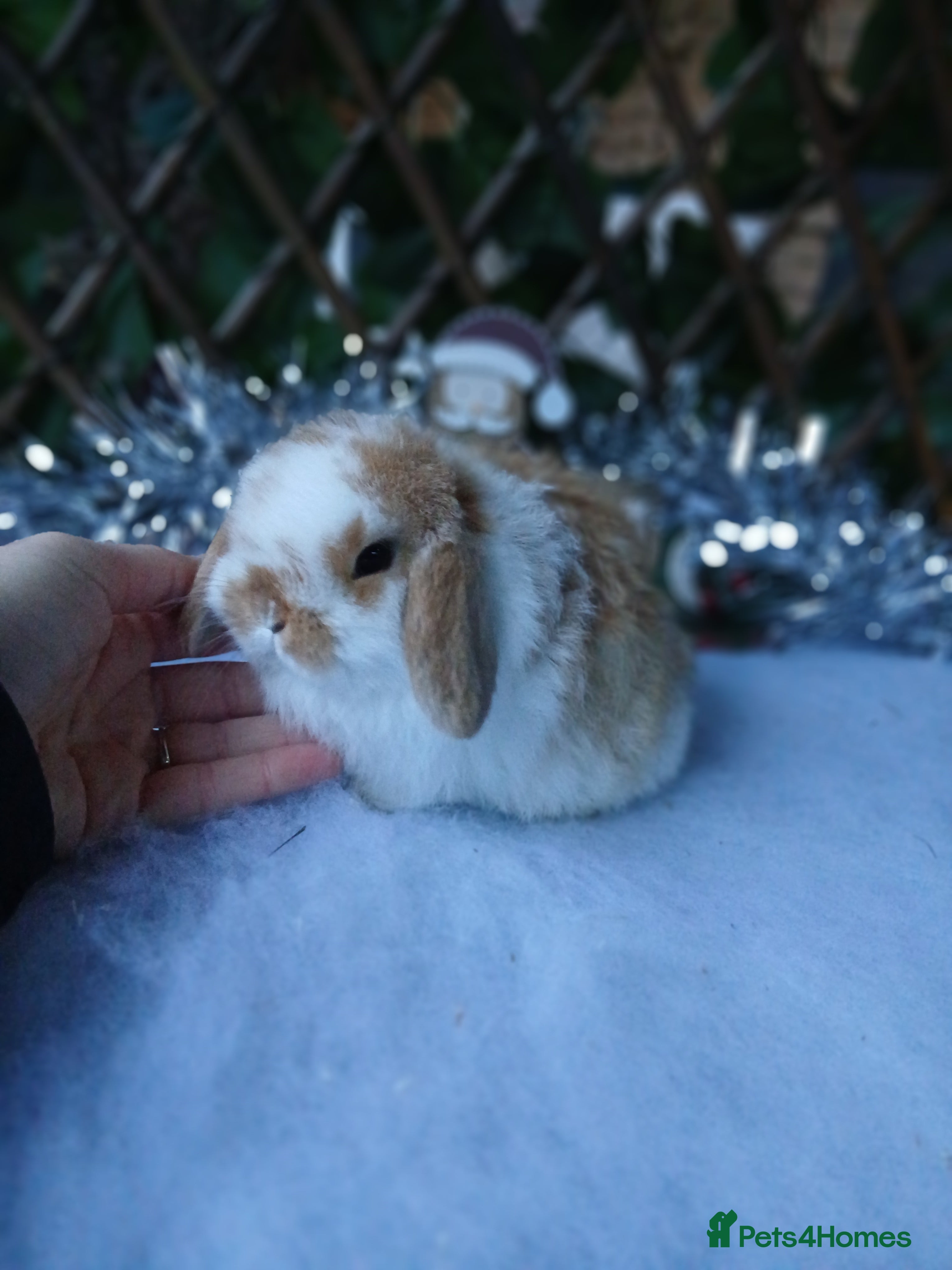 Mini Lop rabbits Stunning pure mini lop babies - Advert 16