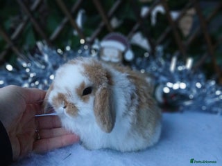 Mini Lop rabbits Stunning pure mini lop babies - Advert 16
