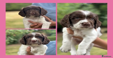 English Springer Spaniel dogs - Advert 3