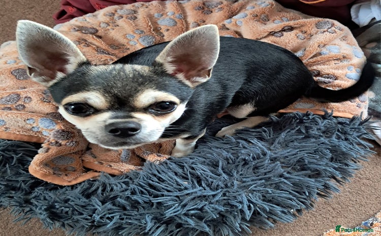 Chihuahua dogs - Advert 3