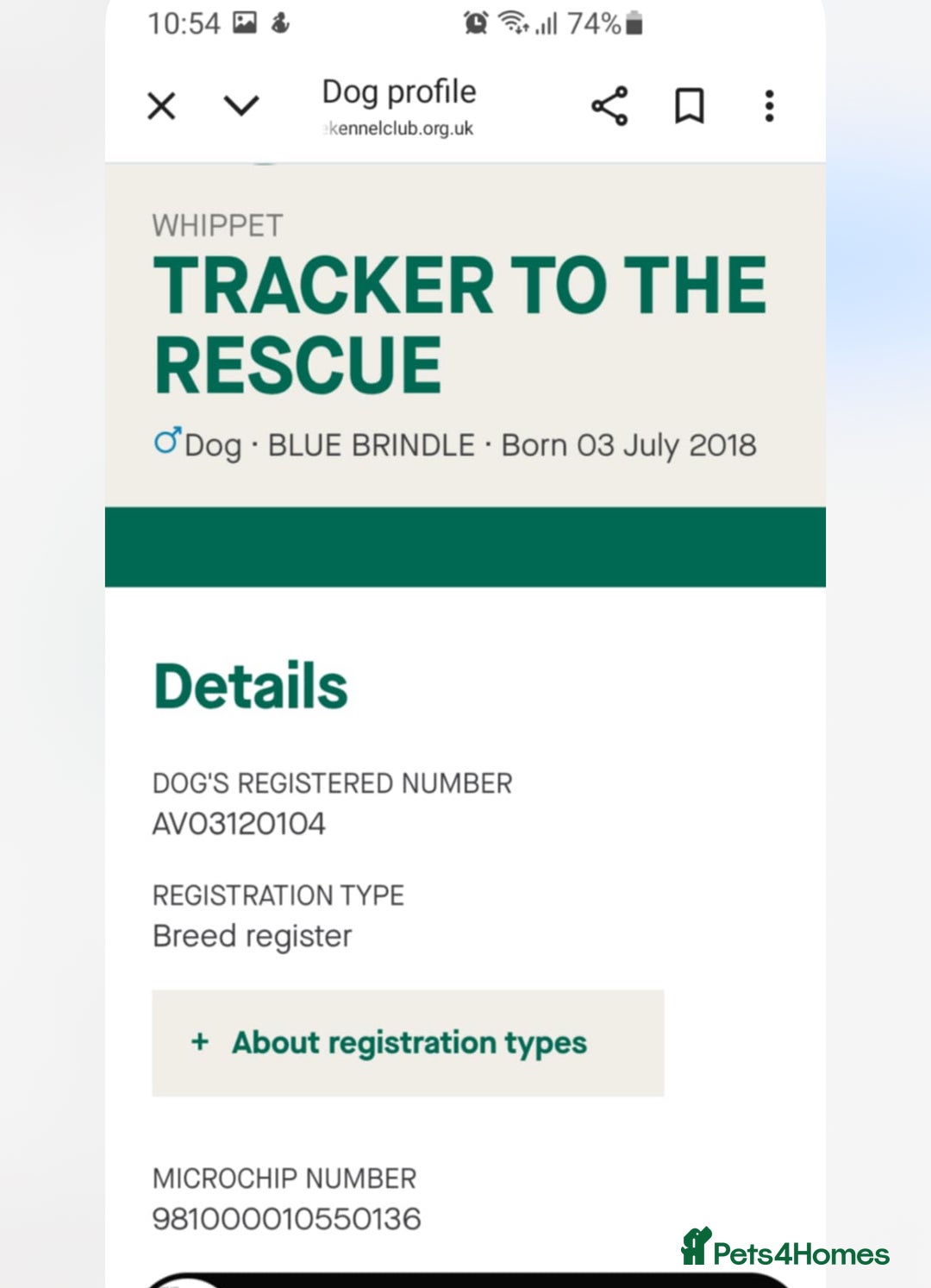 Whippet dogs for sale: KC registered stunning selection whippet pups - Advert 16