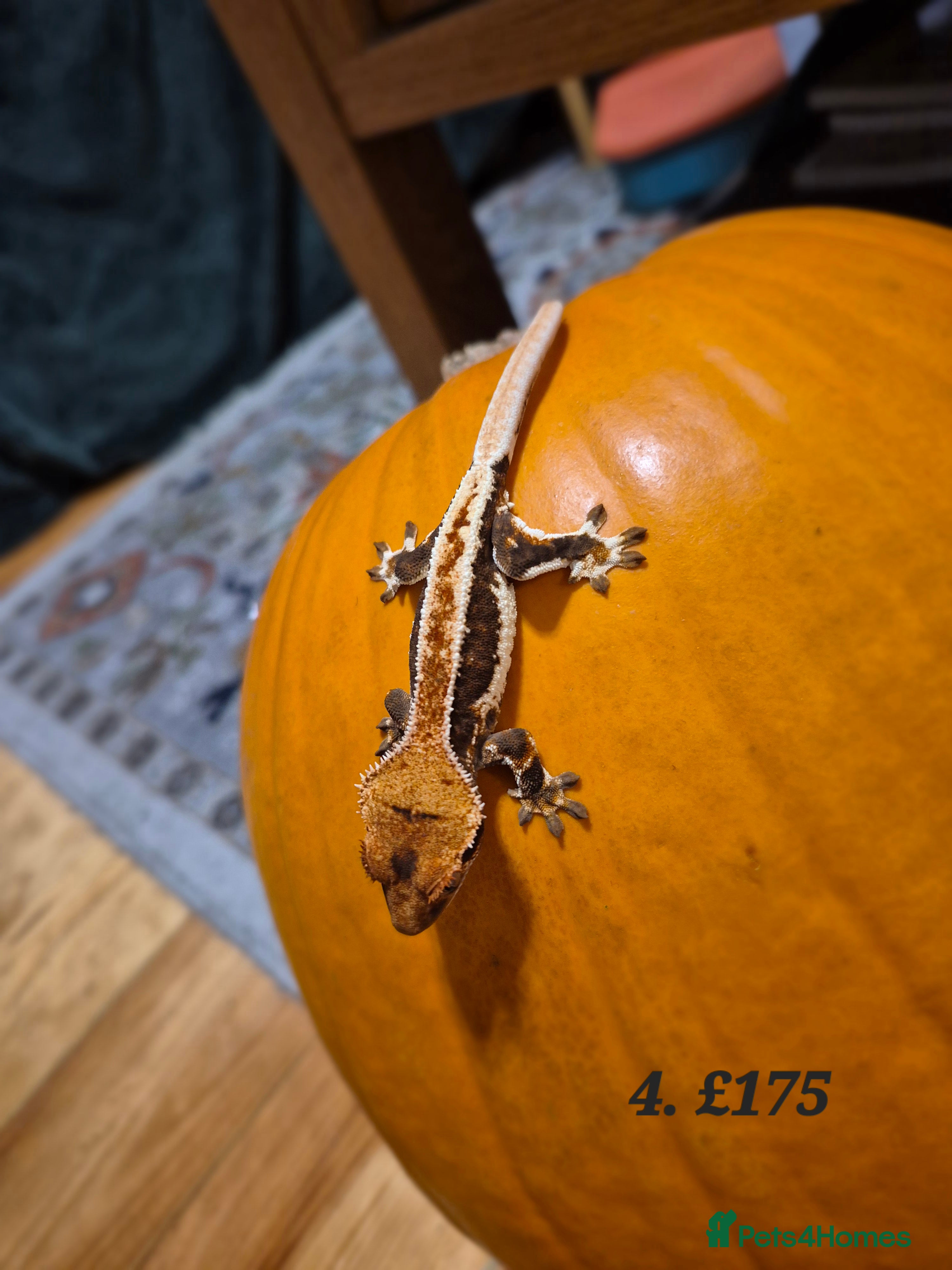 Gecko reptiles Baby Crested Geckos available - Advert 21