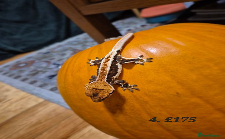 Gecko reptiles - Advert 1