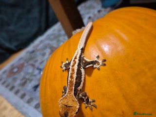 Gecko reptiles Baby Crested Geckos available - Advert 11