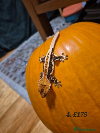 Gecko reptiles - Advert 2