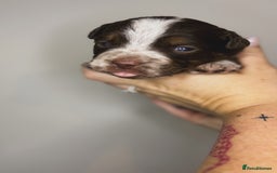 Olde English Bulldogge dogs for sale: The BEST visual fluffy oebs available ⭐️  - Image 14