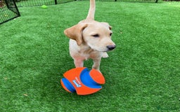 Labrador Retriever dogs for sale: KC Registered Yellow Labrador Puppy – Ready Now! - Image 5