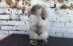 Mini Lion Lop rabbits for sale: Beautiful Lion Lop Sisters - Image 2