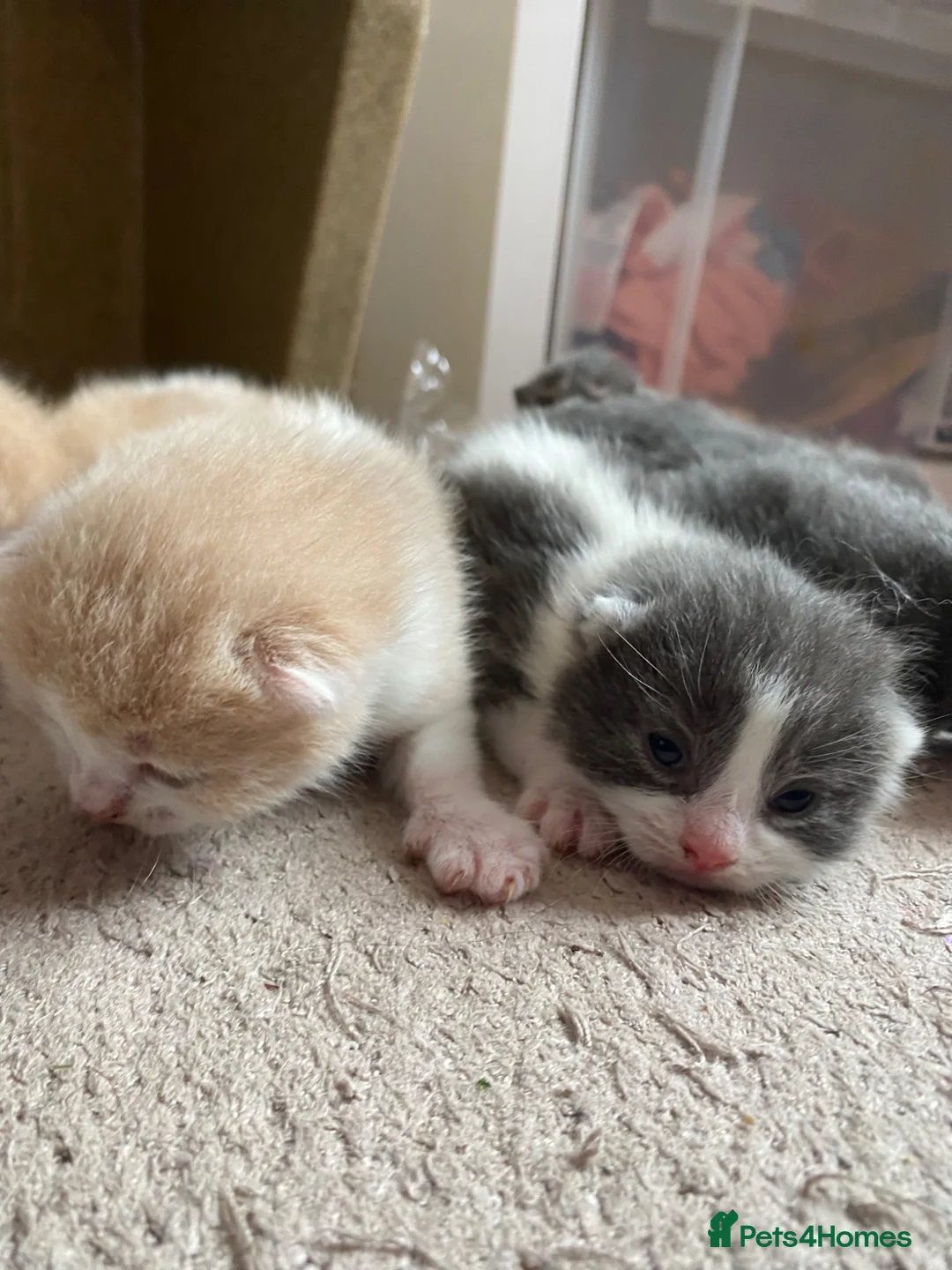 British Shorthair cats for sale: Stunning Litter of 7 Kittens Available to Reserve - Advert 1