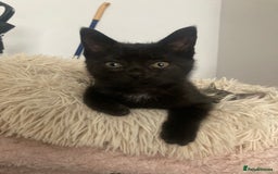 Mixed Breed cats for sale: Kittens for Sale - Image 3