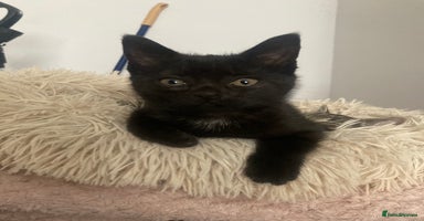 Mixed Breed cats - Advert 7