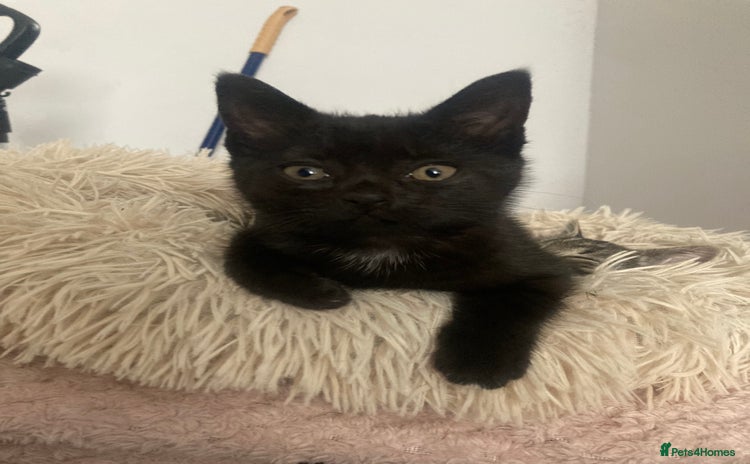 Mixed Breed cats for sale - Advert 1