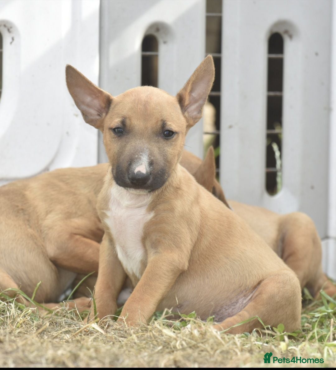 English Bull Terrier dogs Last male! Fully vaccinated! EBT x MBT - Advert 11